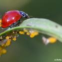 A lady beetle picks up a hitchhiker, an oleander aphid. (Photo by Kathy Keatley Garvey)