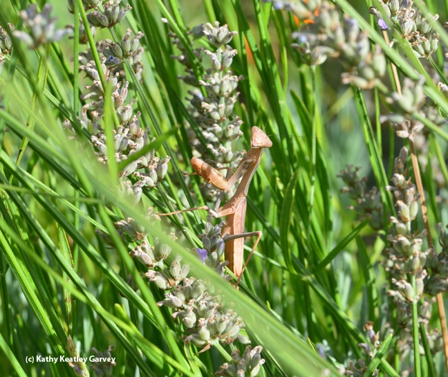 Find the praying mantis! It's deep among the lavender stems. (Photo by Kathy Keatley Garvey)
