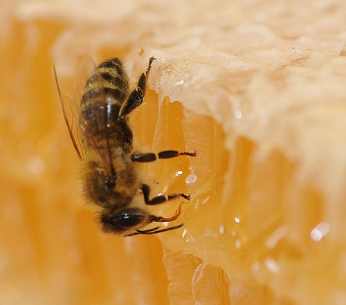 HONEY BEE (Apis mellifera) feeding on honey comb. Photo by Kathy Keatley Garvey)