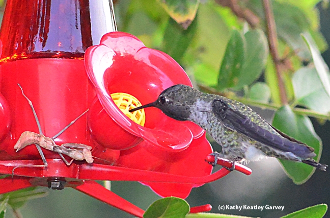 A praying mantis is sprawled out on a hummingbird feeder, as a hummer takes a drink. (Photo by Kathy Keatley Garvey)