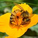 A honey bee gathering pollen from a California golden poppy, California's state flower. The honey bee originated from Africa. (Photo by Kathy Keatley Garvey)