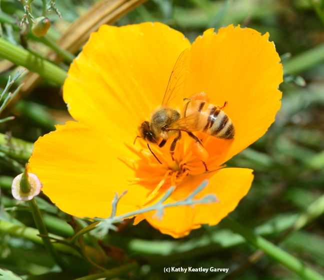 A golden honey bee in a California golden poppy. The poppy yields only pollen, not nectar. (Photo by Kathy Keatley Garvey)
