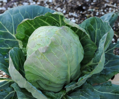CABBAGE is among the crops planted at the Häagen-Dazs Honey Bee Haven. The bee friendly garden includes other vegetables, fruit trees and almond trees, all pollinated by bees. (Photo by Kathy Keatley Garvey)