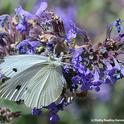 A cabbage white butterfly, Pieris rapae, nectaring on catmint. (Photo by Kathy Keatley Garvey)