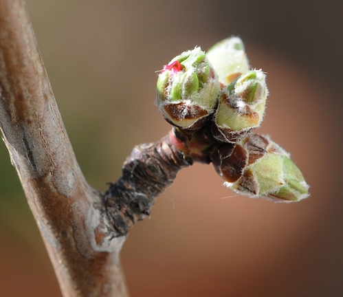 ALMOND TREES in California are just about ready to bloom. (Photo by Kathy Keatley Garvey)