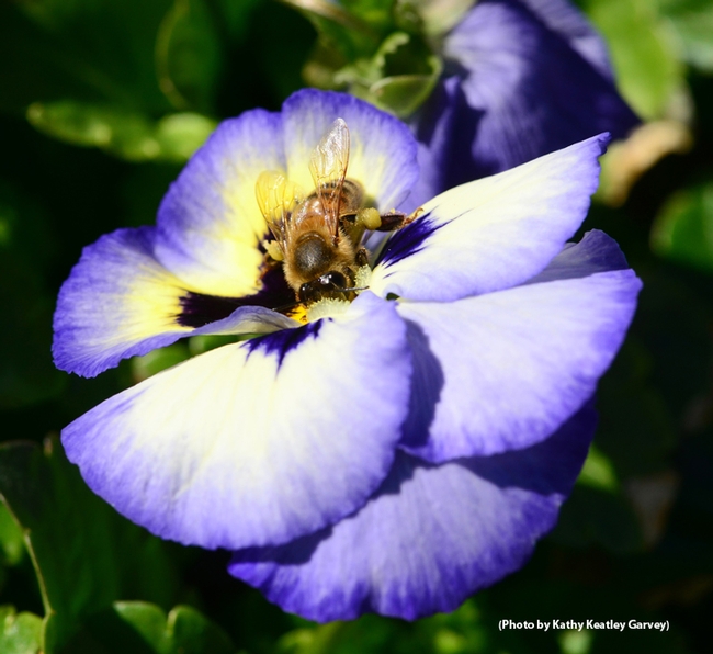 A honey bee foraging on a pansy. (Photo by Kathy Keatley Garvey)