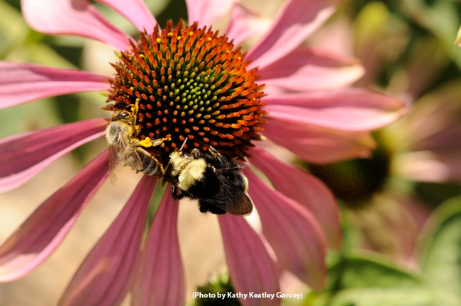 A yellow-faced bumble bee, Bombus vosnesenskii, and a honey bee, Apis mellifera, share a purple coneflower. (Photo by Kathy Keatley Garvey)