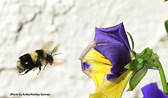 A black-tailed bumble bee, Bombus melanopygus, heads toward a pansy blossom. (Photo by Kathy Keatley Garvey)