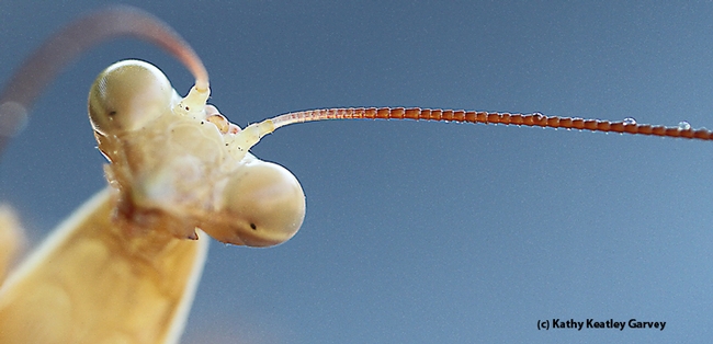 A close-up view of an antenna of a praying mantis. (Photo by Kathy Keatley Garvey)