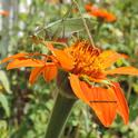 A camouflaged katydid, its body resembling a leaf, feeds on a Mexican sunflower, Tithonia. (Photo by Kathy Keatley Garvey)