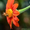 A honey bee foraging on a Mexican sunflower (Tithonia). (Photo by Kathy Keatley Garvey)