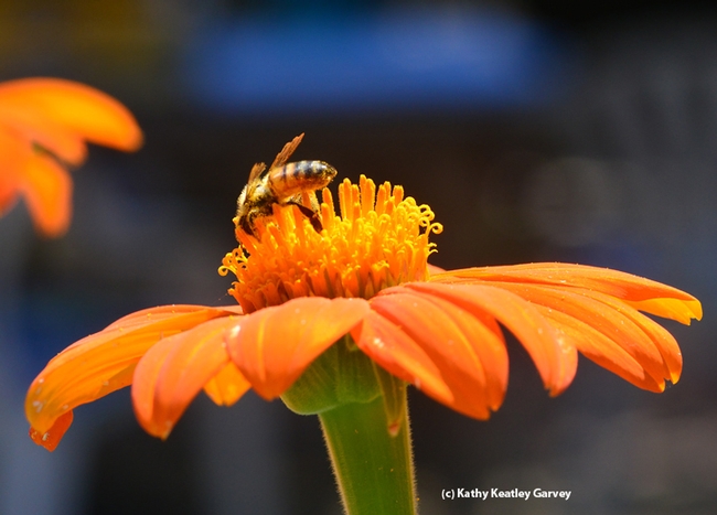 Backlight honey bee on a Mexican sunflower (Tithonia). (Photo by Kathy Keatley Garvey)