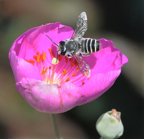 LEAFCUTTER BEE, shown here on rock purslane, is one of the bees that Terry Griswold studies. This is a male, Megachile sp. (Photo by Kathy Keatley Garvey)