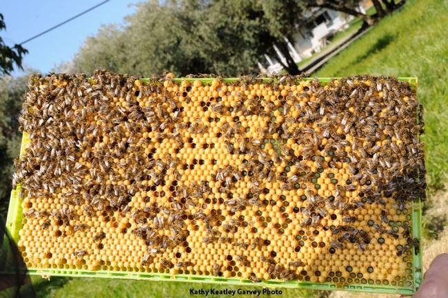 A frame from the Harry H. Laidlaw Jr. Honey Bee Research Facility, UC Davis. (Photo by Kathy Keatley Garvey)