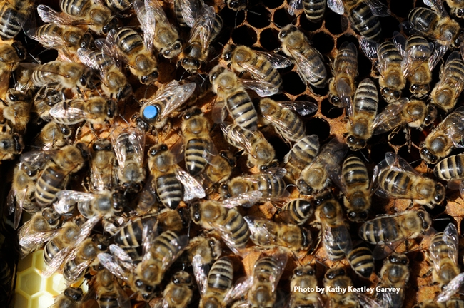 Want to know about bee health? There's an app for that. Alberta Agriculture has created Phase 1 and is working on Phase 2. (Photo by Kathy Keatley Garvey)
