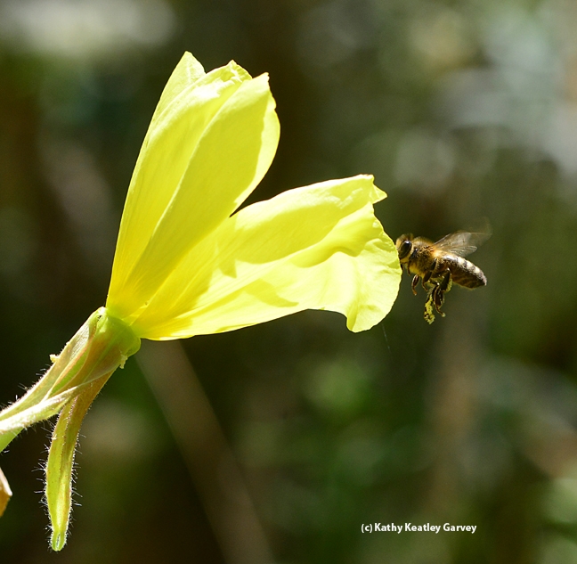 Honey bee rapidly covering the distance to the primrose. (Photo by Kathy Keatley Garvey)