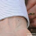 The Sting: A bee stings the wrist of Extension apiculturist Eric Mussen. That's the abdominal tissue trailing. (Photo by Kathy Keatley Garvey)