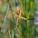 A banded garden spider (Argiope trifasciata)--as identified by UC Davis distinguished professor Art Shapiro--waits for prey. (Photo by Kathy Keatley Garvey)