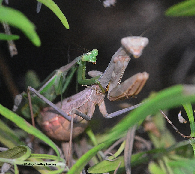 A mating pair of praying mantids. At left is the male, soon to lose his head. (Photo by Kathy Keatley Garvey)