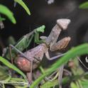 A mating pair of praying mantids. At left is the male, soon to lose his head. (Photo by Kathy Keatley Garvey)