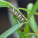 A lady beetle, a monarch caterpillar and an infestation of oleander aphids. (Photo by Kathy Keatley Garvey)