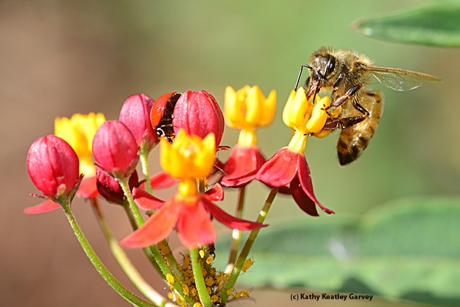 Labor Day activity: A honey bee and a lady beetle (see center of blossoms) forage on a scarlet milkweed. (Photo by Kathy Keatley Garvey)
