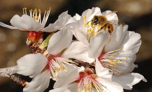 A HONEY BEE foraging in a Capay Valley almond orchard on Feb. 27, 2008. This year's commercial almond season is almost here. (Photo by Kathy Keatley Garvey)