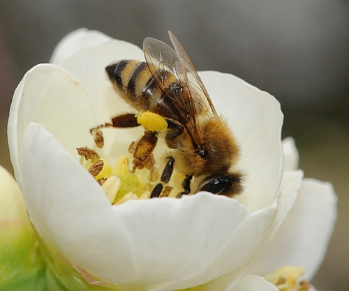 UPSY DAISY--A honey bee gathers nectar in a white flowering quince in the Carolee Shields White Flower Garden, UC Davis Arboretum. This photo was taken Feb. 6. (Photo by Kathy Keatley Garvey)