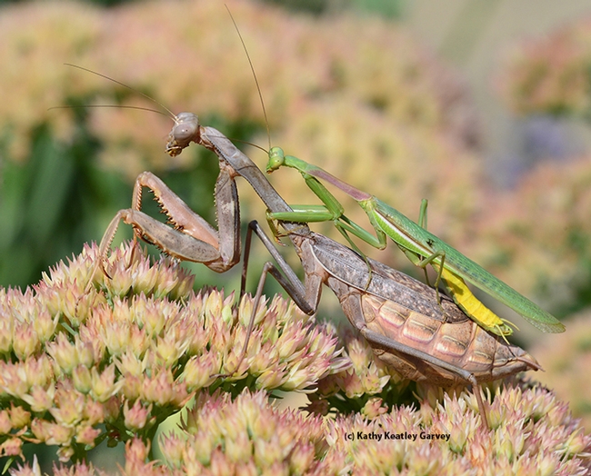Mating praying mantids on sedum. The male looks like a thin blade of grass. (Photo by Kathy Keatley Garvey)