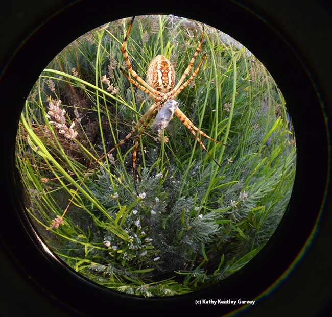 Fish-eye view of a banded garden spider (Argiope trifasciata) with prey. (Photo by Kathy Keatley Garvey)