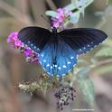 A pipevine swallowtail, Battus philenor, flashes its colors. (Photo by Kathy Keatley Garvey)