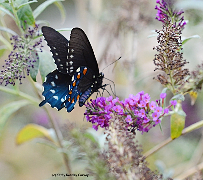 Pipevine swallowtail in a familiar pose. (Photo by Kathy Keatley Garvey)