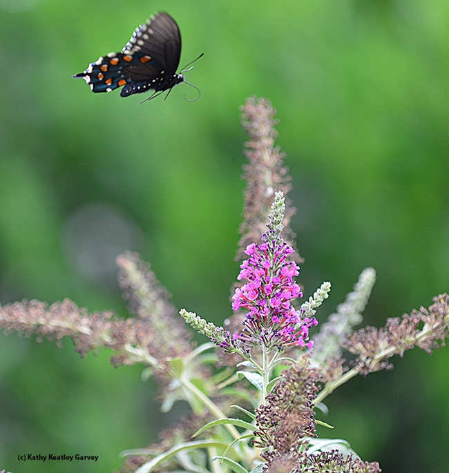 Pipevine swallowtail in flight. (Photo by Kathy Keatley Garvey)