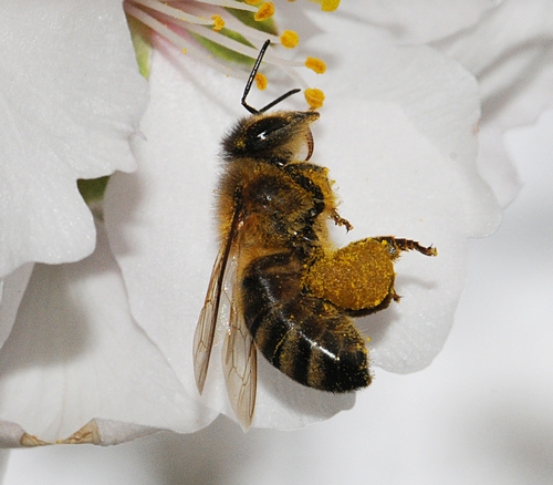 POLLEN LOAD on a honey bee resembles a beach ball. (Photo by Kathy Keatley Garvey)