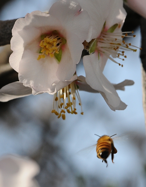 GOODBYE, BEE--A honey bee leaves the almond blossoms and heads back to her hive. All the worker bees are girls.  (Photo by Kathy Keatley Garvey)