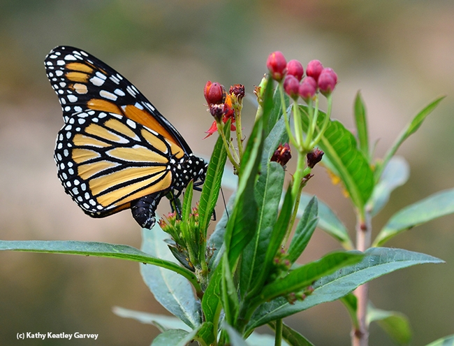 A monarch laying an egg on her host plant, milkweed. (Photo by Kathy Keatley Garvey)
