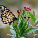 A monarch laying an egg on her host plant, milkweed. (Photo by Kathy Keatley Garvey)