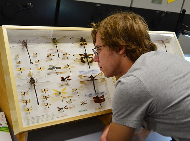 UC Davis entomology graduate student Ziad Khouri admiring Rosser Garrison's dragonfly display. (Photo by Kathy Keatley Garvey)