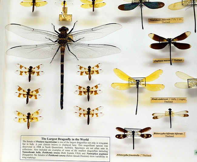 A close-up of the world's largest dragonflies and some of the world's smallest dragonflies, part of the Rosser Garrison collection. (Photo by Kathy Keatley Garvey)