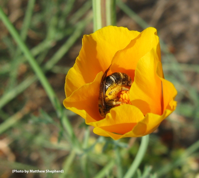A sweat bee (Halictus sp.) in California poppy. (Photo by Matthew Shepherd)