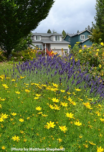 A view of the front garden showing threadleaf coreopsis and English lavender (and some other plants beyond. (Photo by Matthew Shepherd)