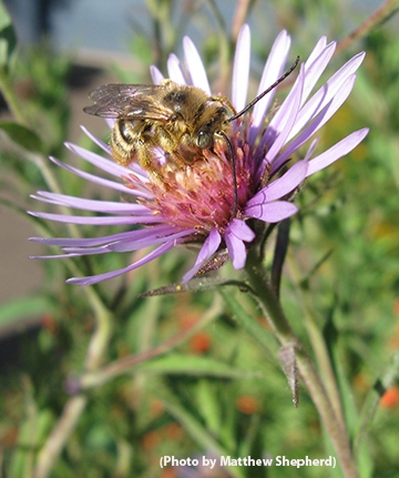 Long-horned bee (Melissodes sp.) on great northern aster. (Photo by Matthew Shepherd)