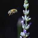 A male digger bee, Anthophora urbana, (as identified by Robbin Thorp of UC Davis) heads for a lavender blossom. (Photo by Kathy Keatley Garvey)