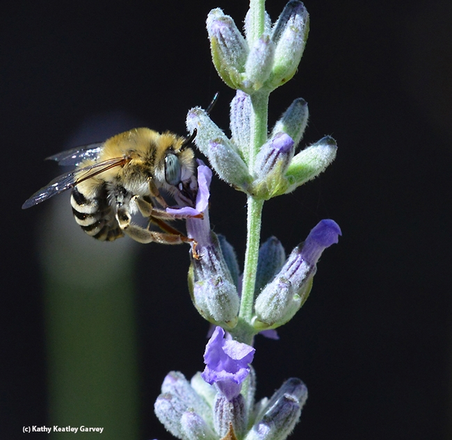 Male digger bee, Anthophora urbana, nectaring on lavender. (Photo by Kathy Keatley Garvey)