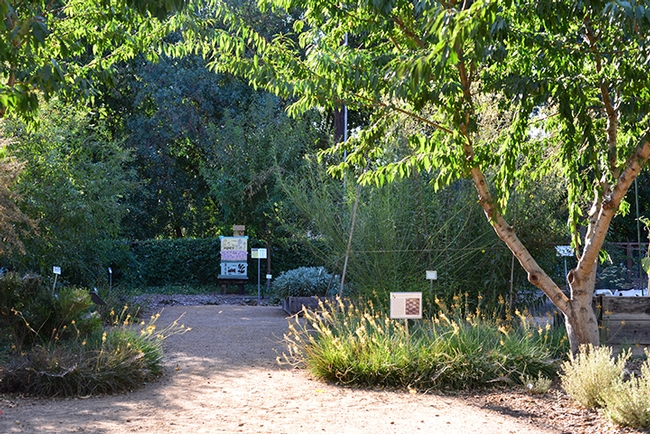 A view through Orchard Alley of the be garden. Orchard Alley includes almonds, plums and apples. (Photo by Kathy Keatley Garvey)