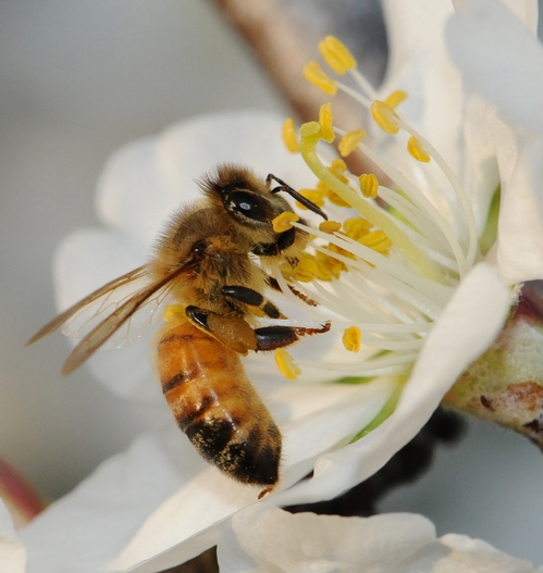 ITALIAN BEE forages among the almond blossoms on the Laidlaw Facility grounds. (Photo by Kathy Keatley Garvey)