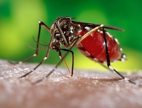 Female mosquito, Aedes aegypti, also known as 