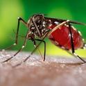 Female mosquito, Aedes aegypti, also known as 