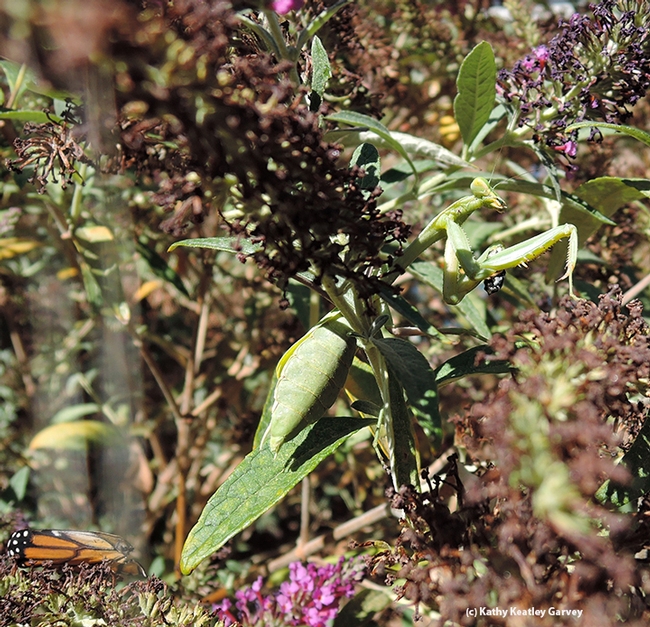 A monarch butterfly wing in the foreground; praying mantis in the background. (Photo by Kathy Keatley Garvey)