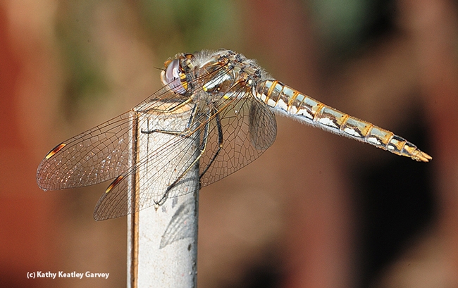 A wind-whipped female variegated meadowhawk, a Sympetrum corruptum. (Photo by Kathy Keatley Garvey)